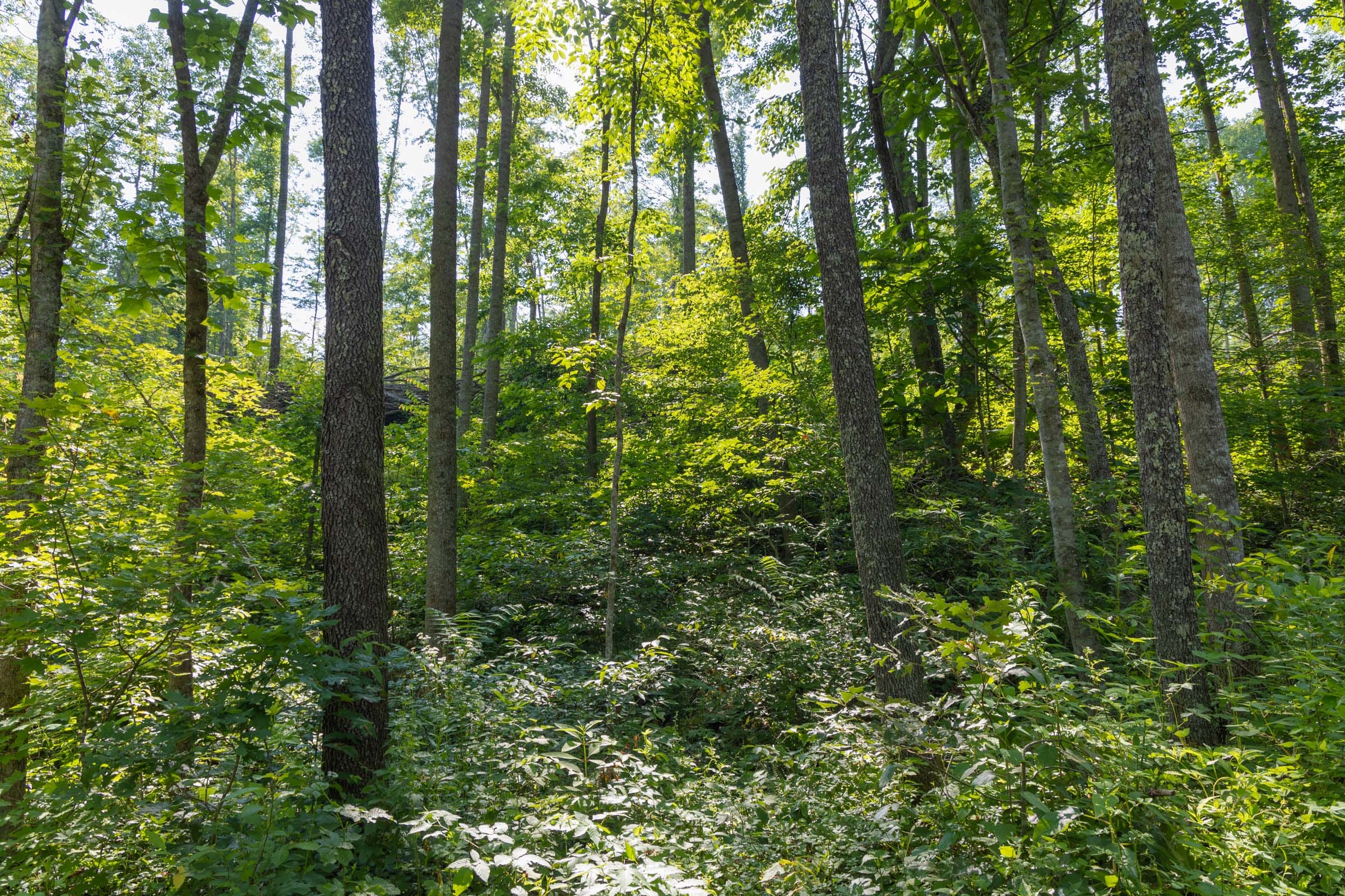 Creek Hollow Phase II Tract 80 photo 4