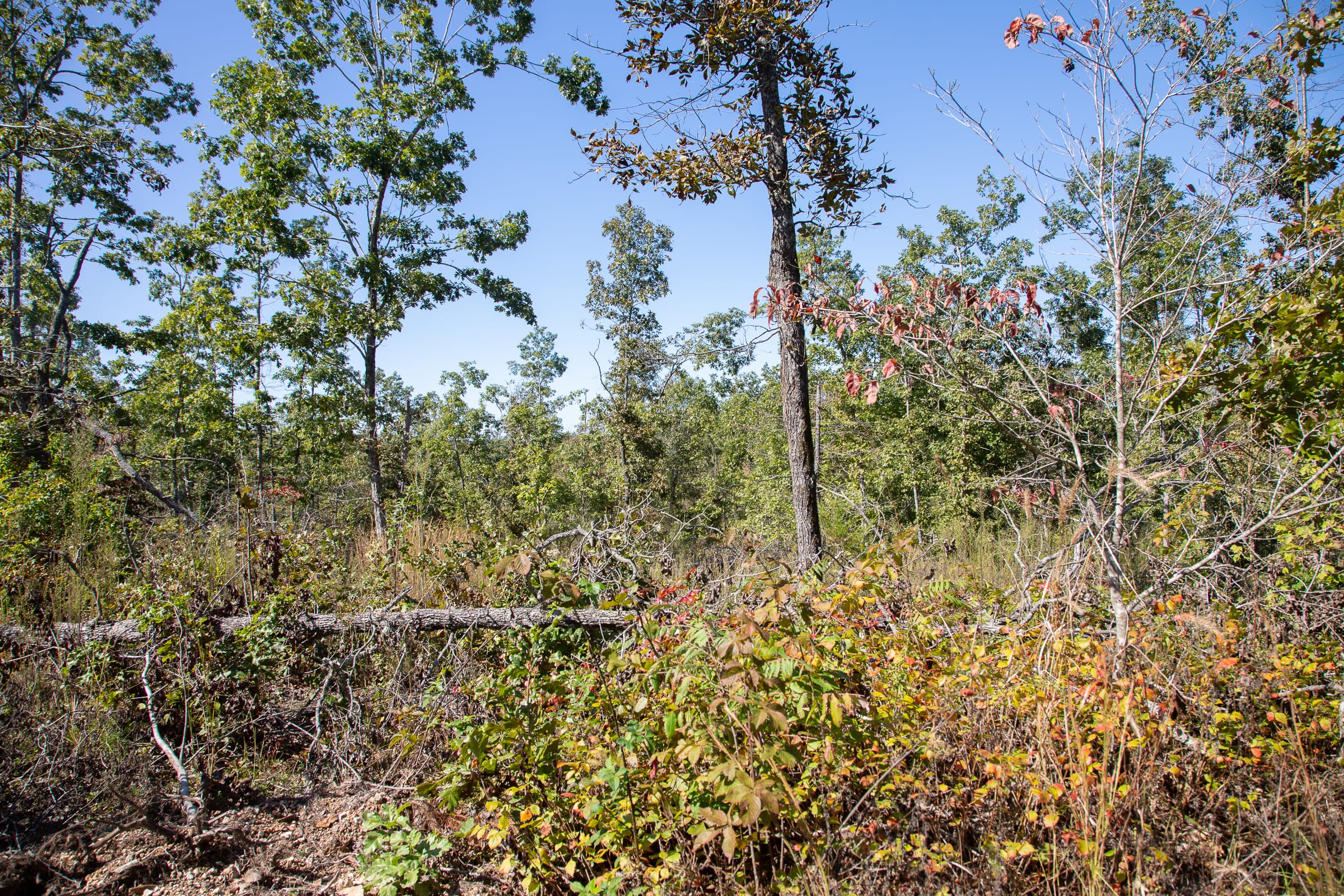 Borgmann’s Hollow Phase III Tract 98 photo 2