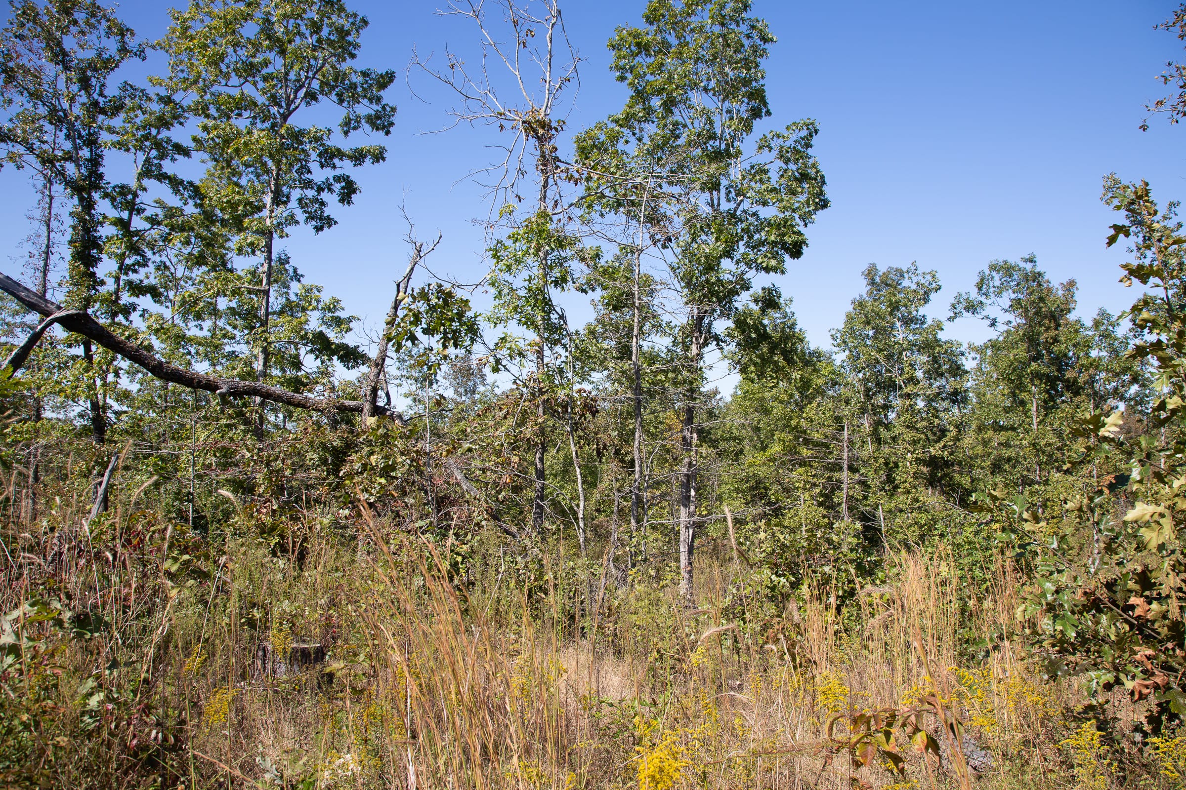 Borgmann’s Hollow Phase III Tract 98 photo 3