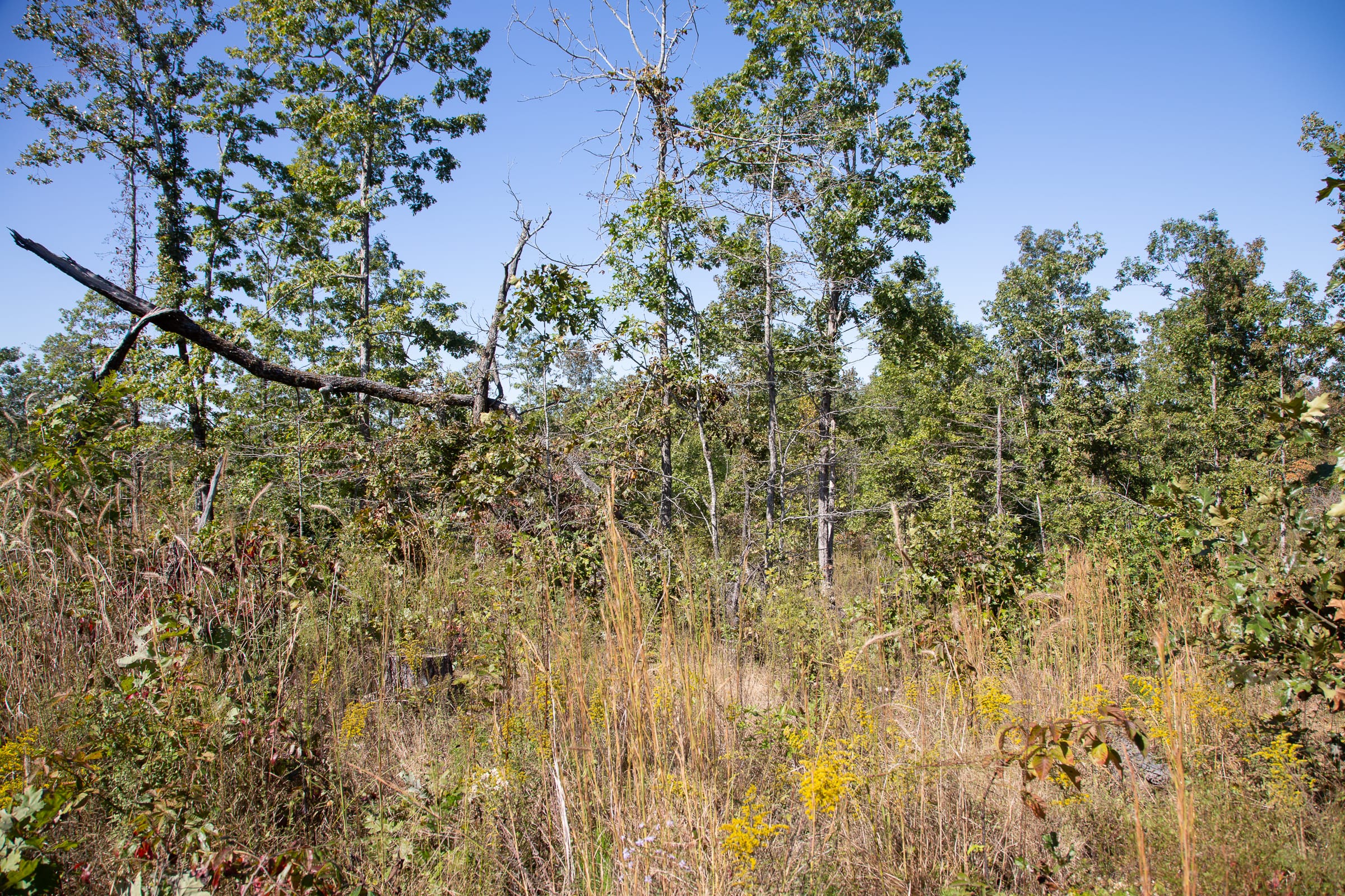 Borgmann’s Hollow Phase III Tract 98 photo 4