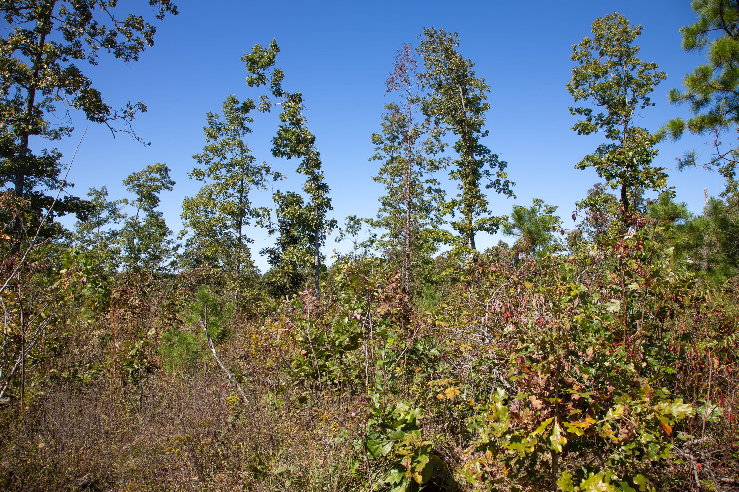 Borgmann’s Hollow Phase III Tract 98 photo 6