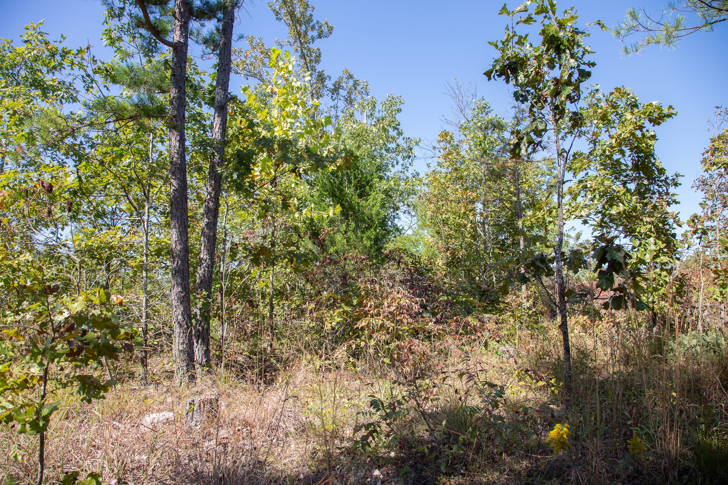 Borgmann’s Hollow Phase III Tract 98 photo 7