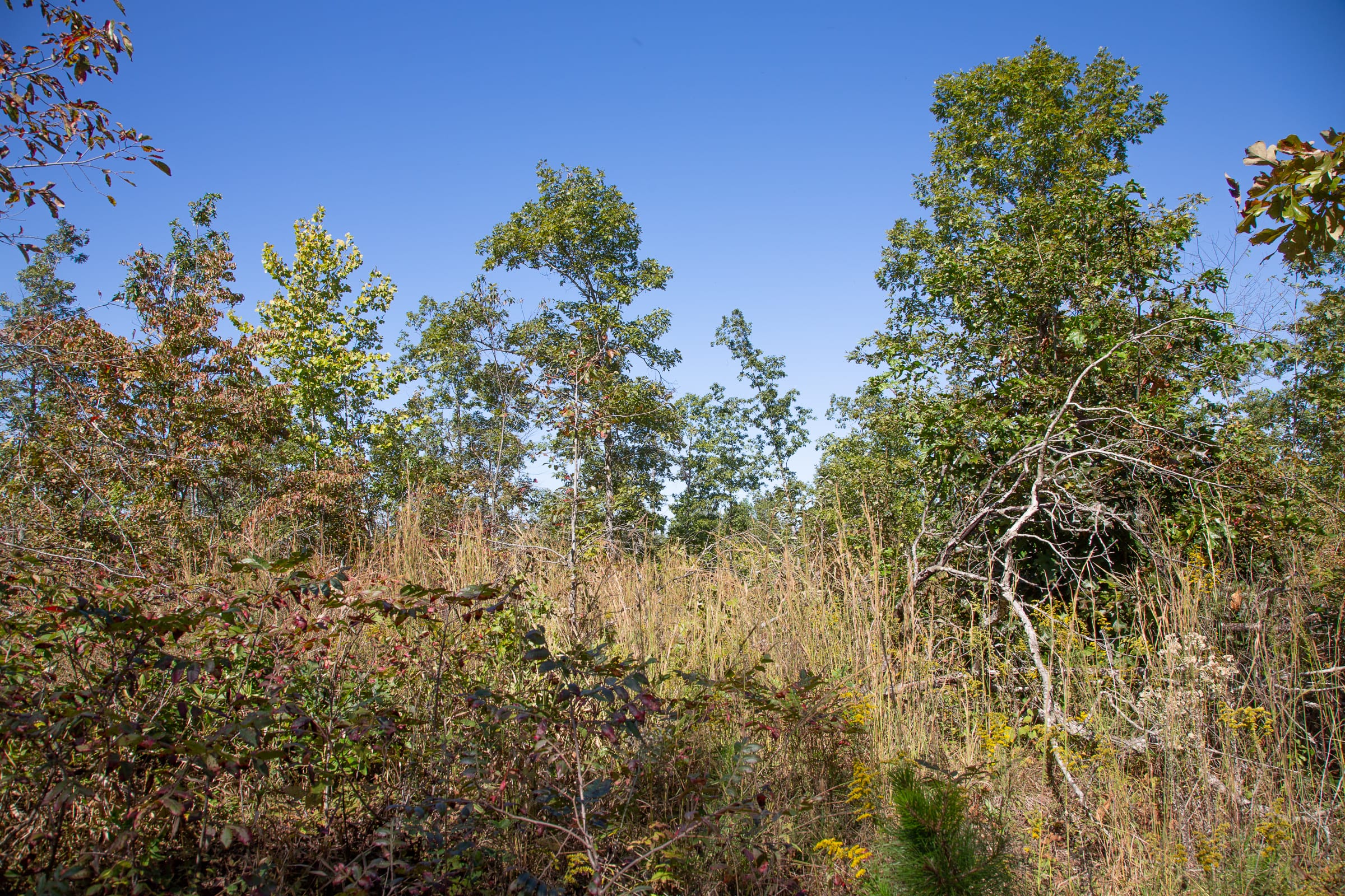 Borgmann’s Hollow Phase III Tract 98 photo 8