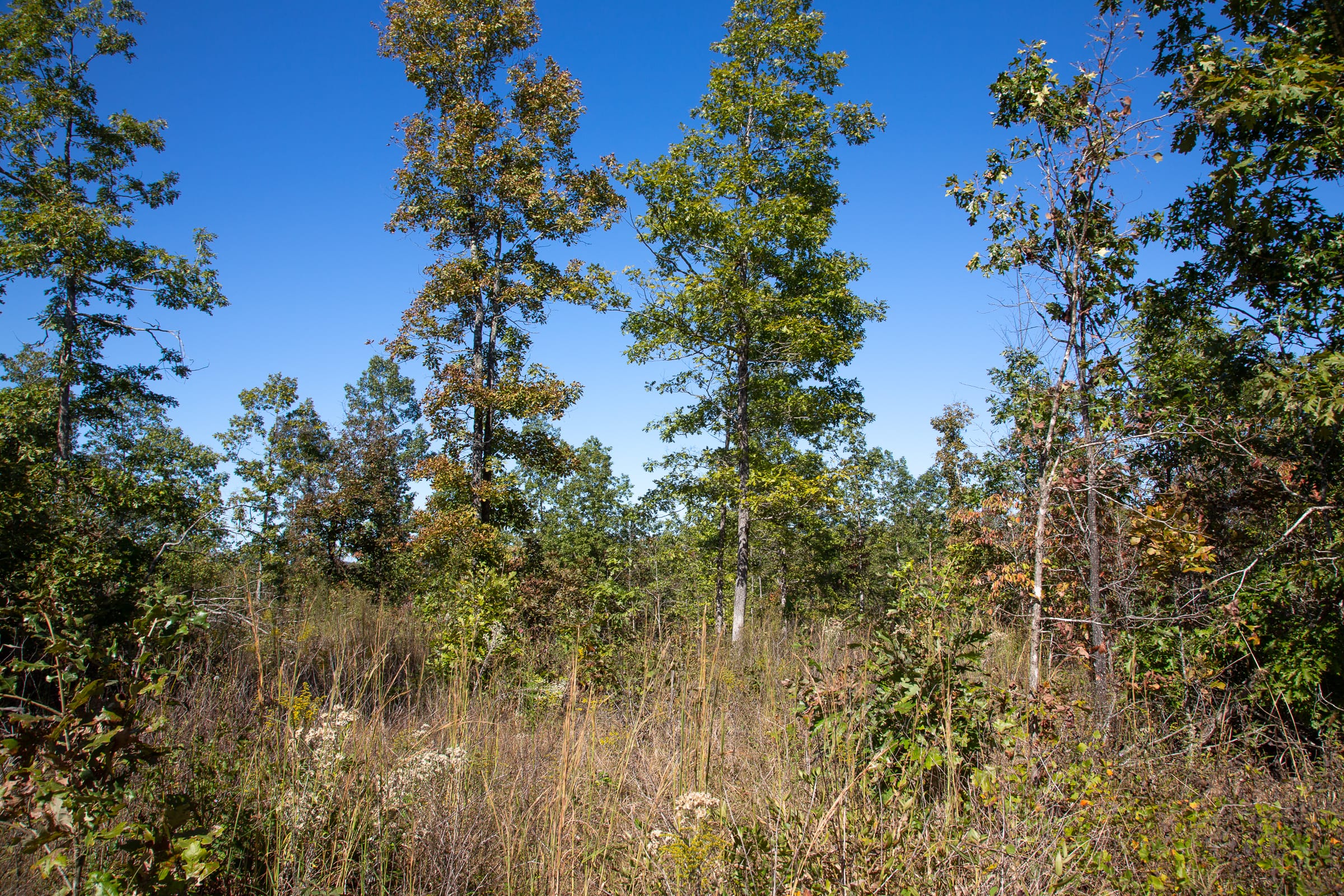 Borgmann’s Hollow Phase III Tract 98 photo 9