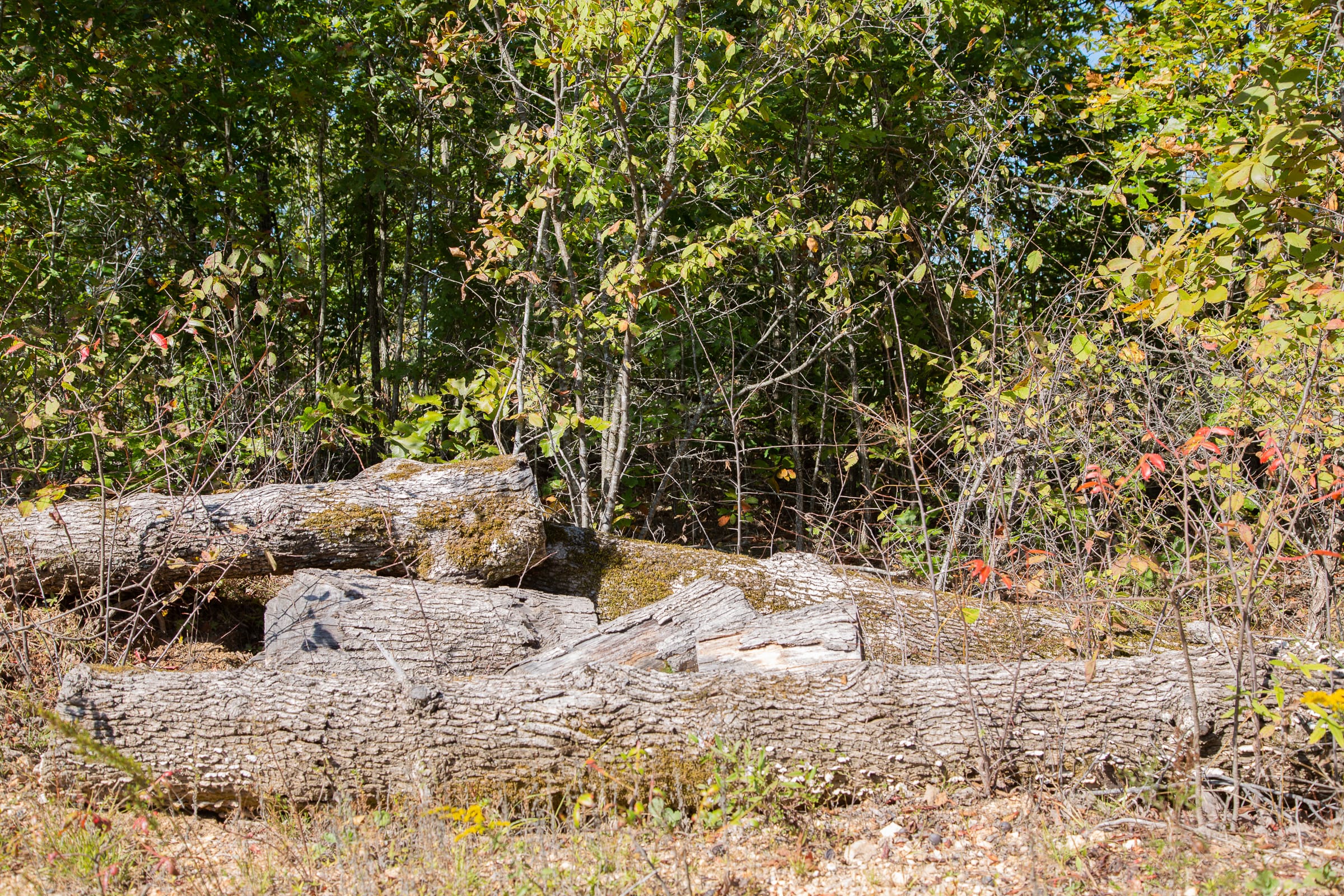Borgmann’s Hollow Phase III Tract 98 photo 11