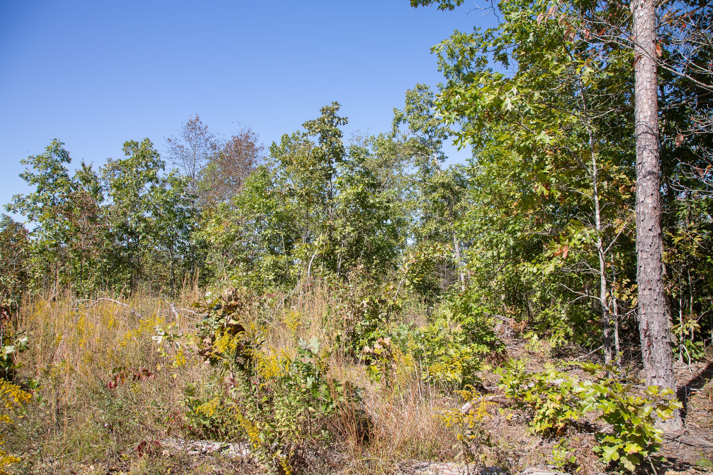 Borgmann’s Hollow Phase III Tract 98 photo 12