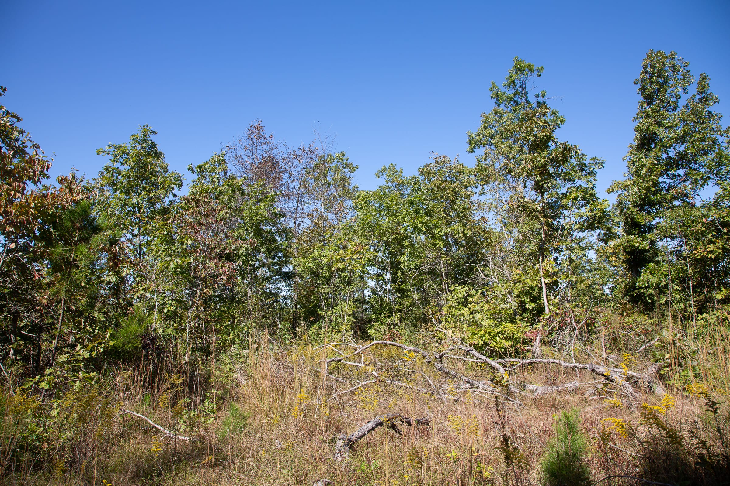Borgmann’s Hollow Phase III Tract 98 photo 13