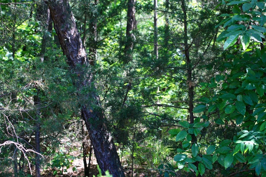Hickory Hill Ranch Tract 4 photo 3