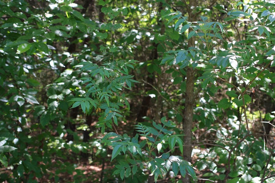 Hickory Hill Ranch Tract 4 photo 4