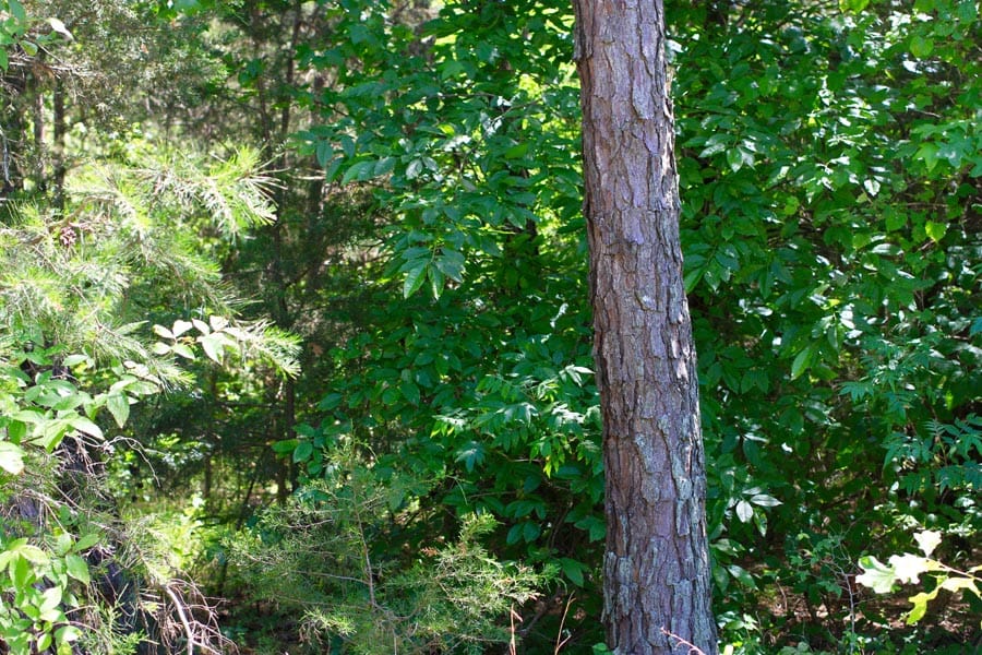 Hickory Hill Ranch Tract 4 photo 5