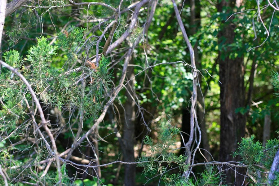 Hickory Hill Ranch Tract 4 photo 6