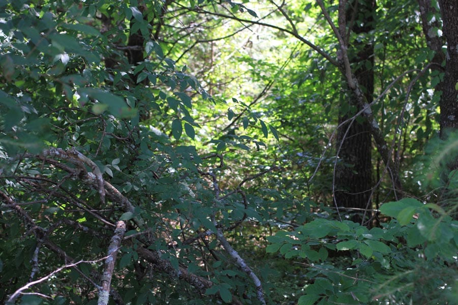 Hickory Hill Ranch Tract 4 photo 7