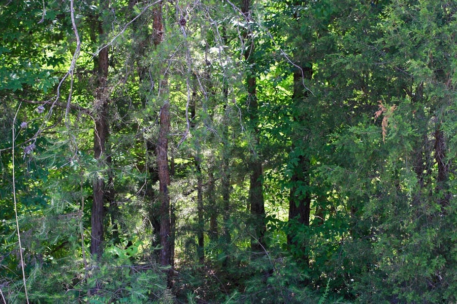 Hickory Hill Ranch Tract 4 photo 11