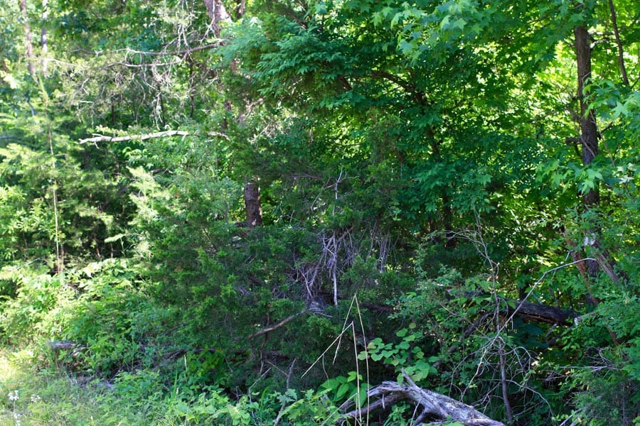 Hickory Hill Ranch Tract 4 photo 12