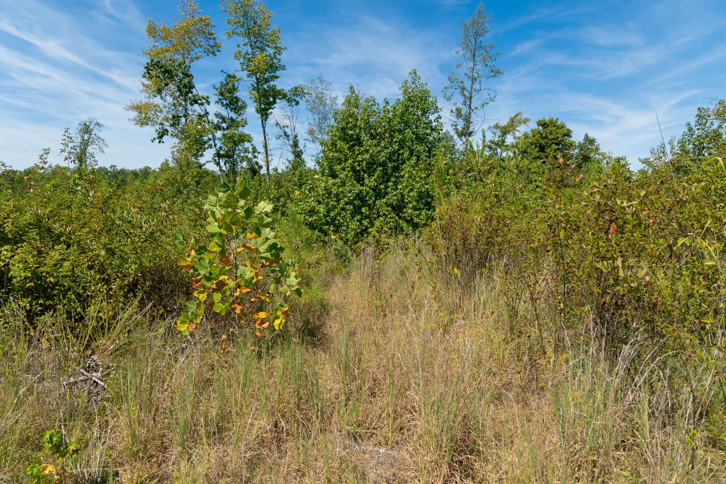 Big White Oak Tract 49 photo 10