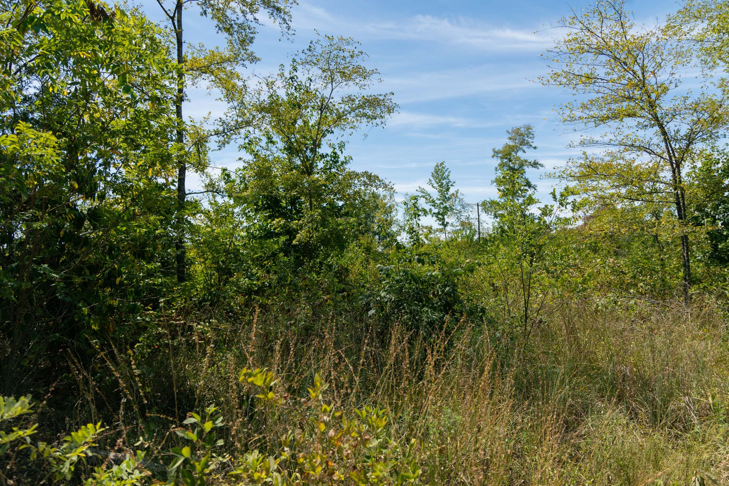 Big White Oak Tract 49 photo 6