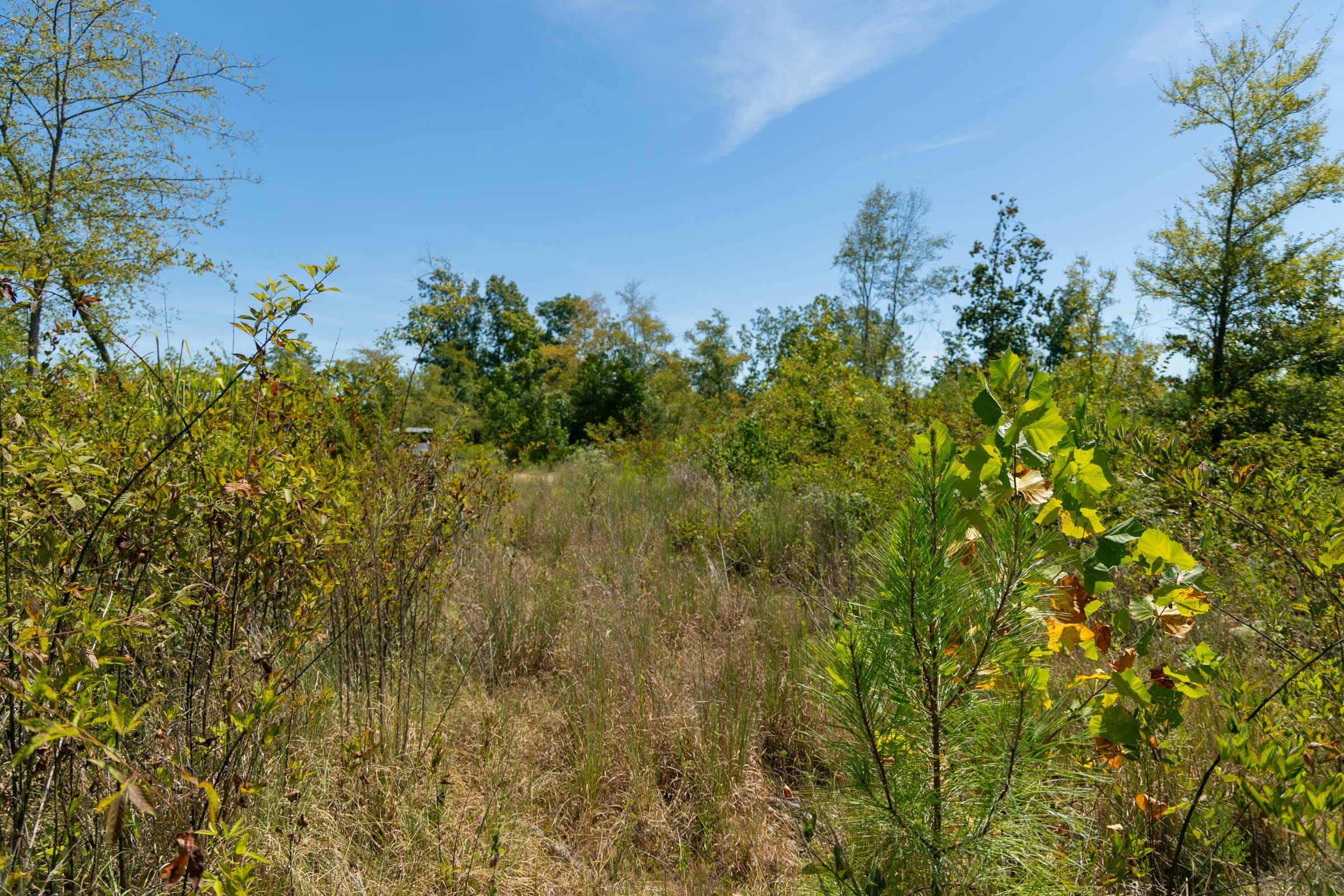 Big White Oak Tract 49 photo 8