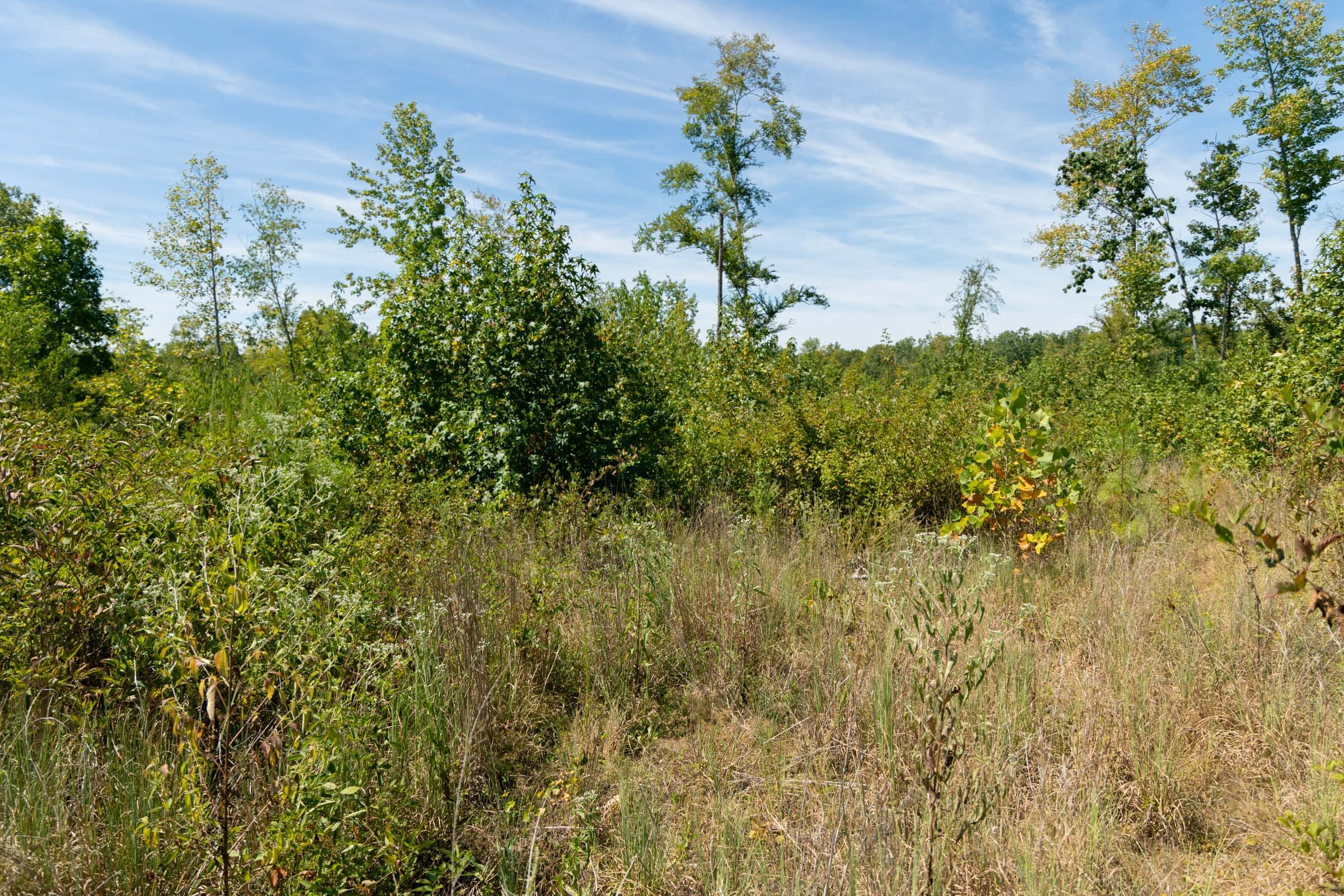 Big White Oak Tract 49 photo 4