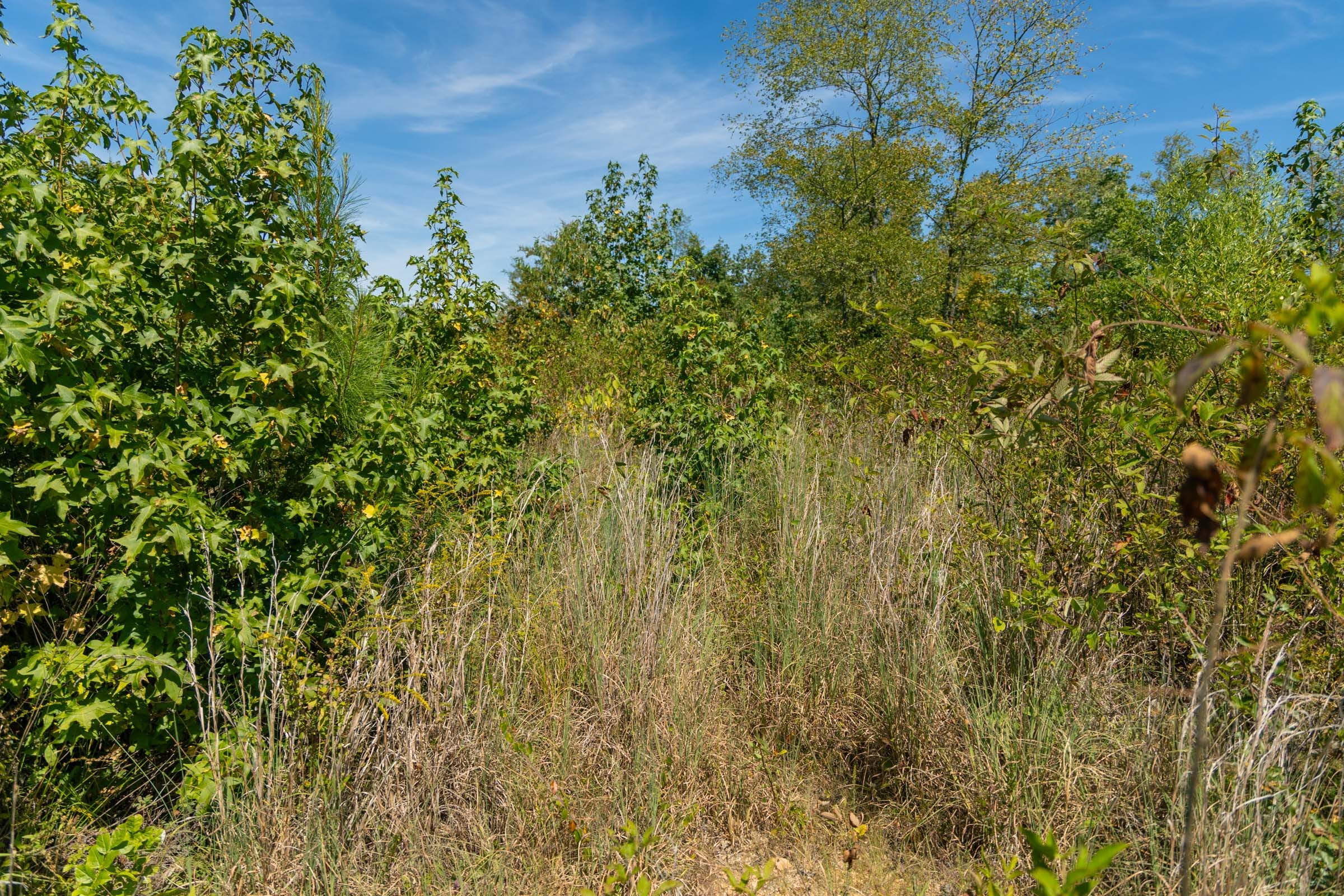 Big White Oak Tract 49 photo 3