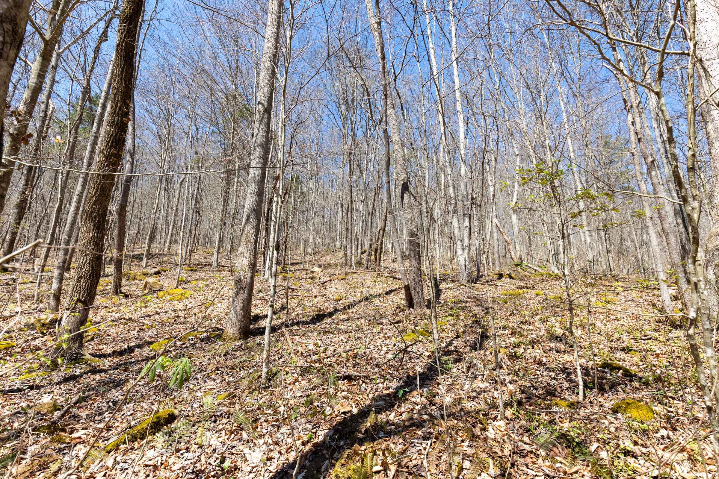 Woodland Heights Tract 4 photo 2