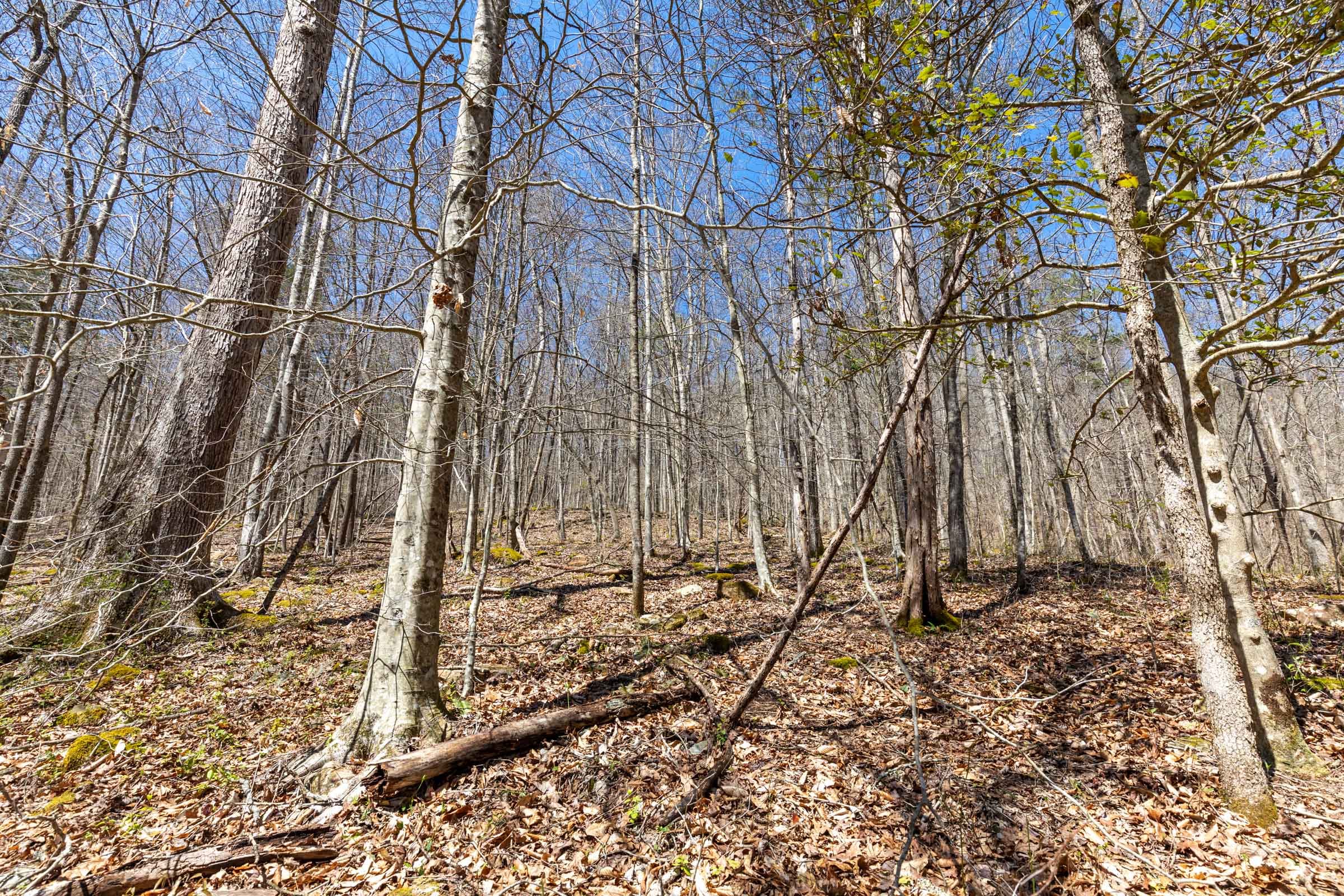 Woodland Heights Tract 4 photo 3