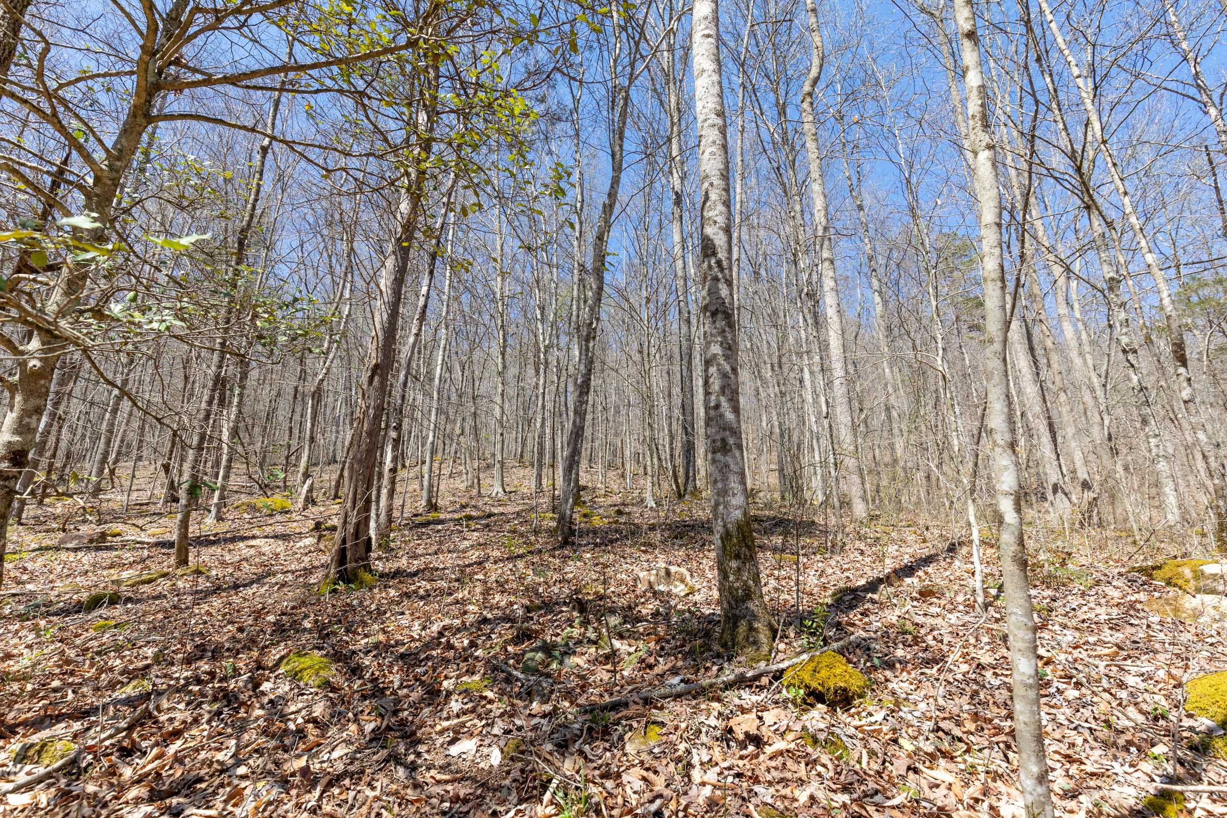Woodland Heights Tract 4 photo 4