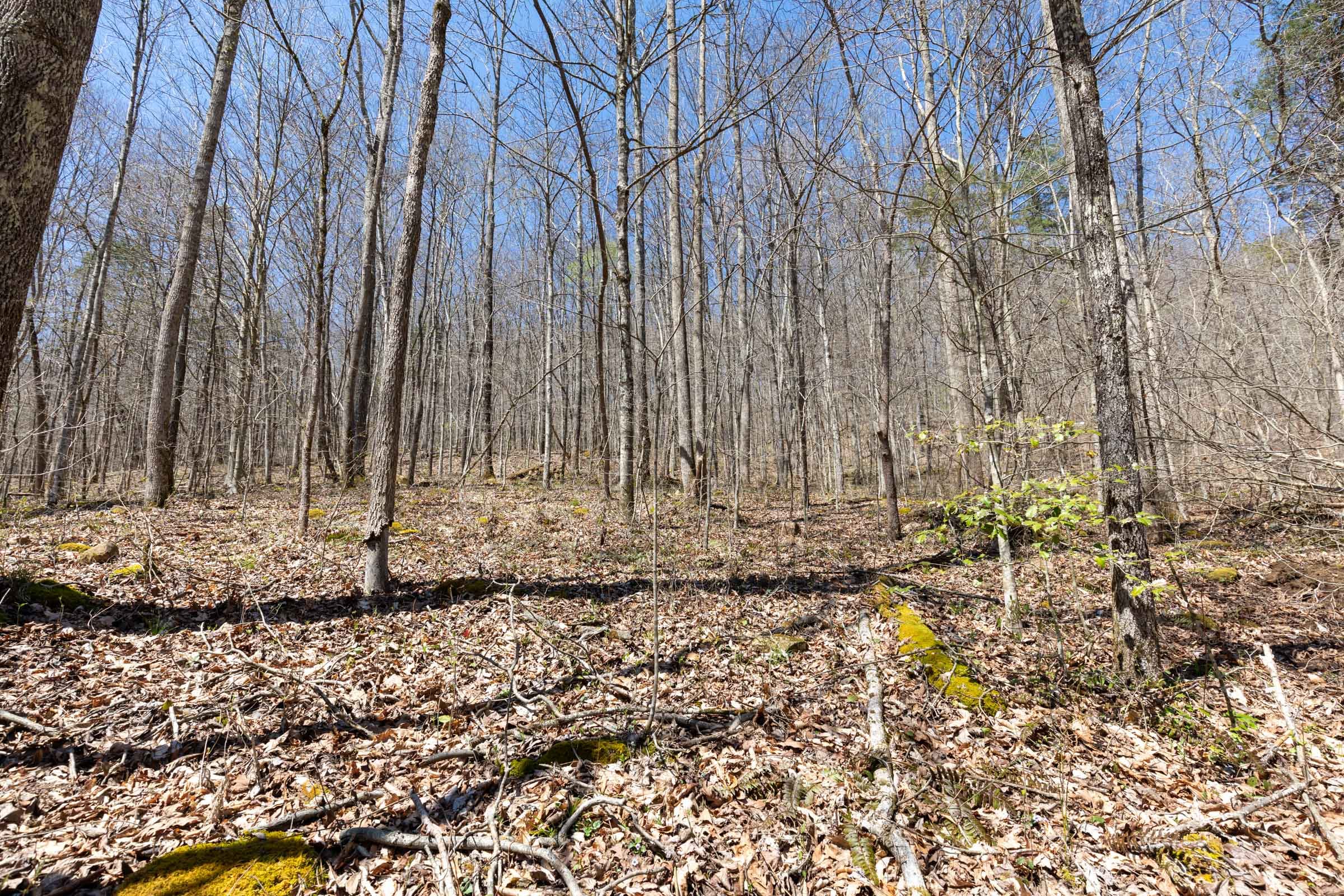 Woodland Heights Tract 4 photo 6