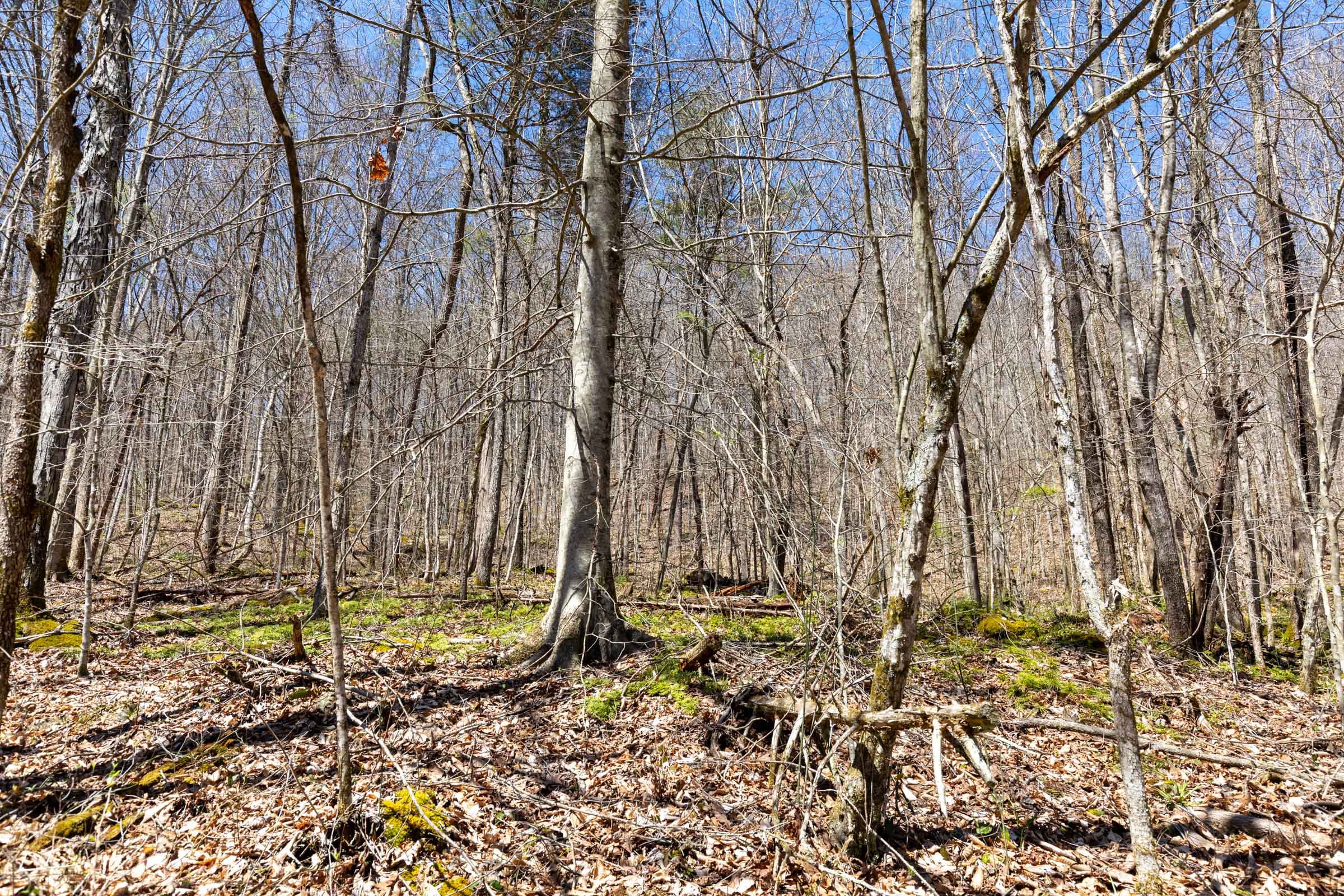 Woodland Heights Tract 4 photo 8