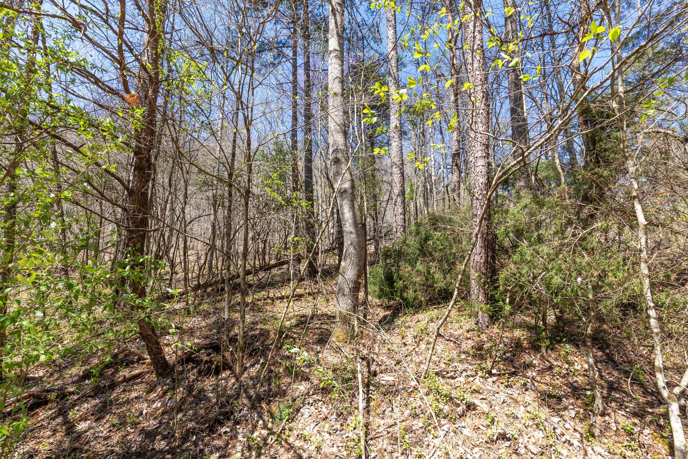 Woodland Heights Tract 4 photo 10