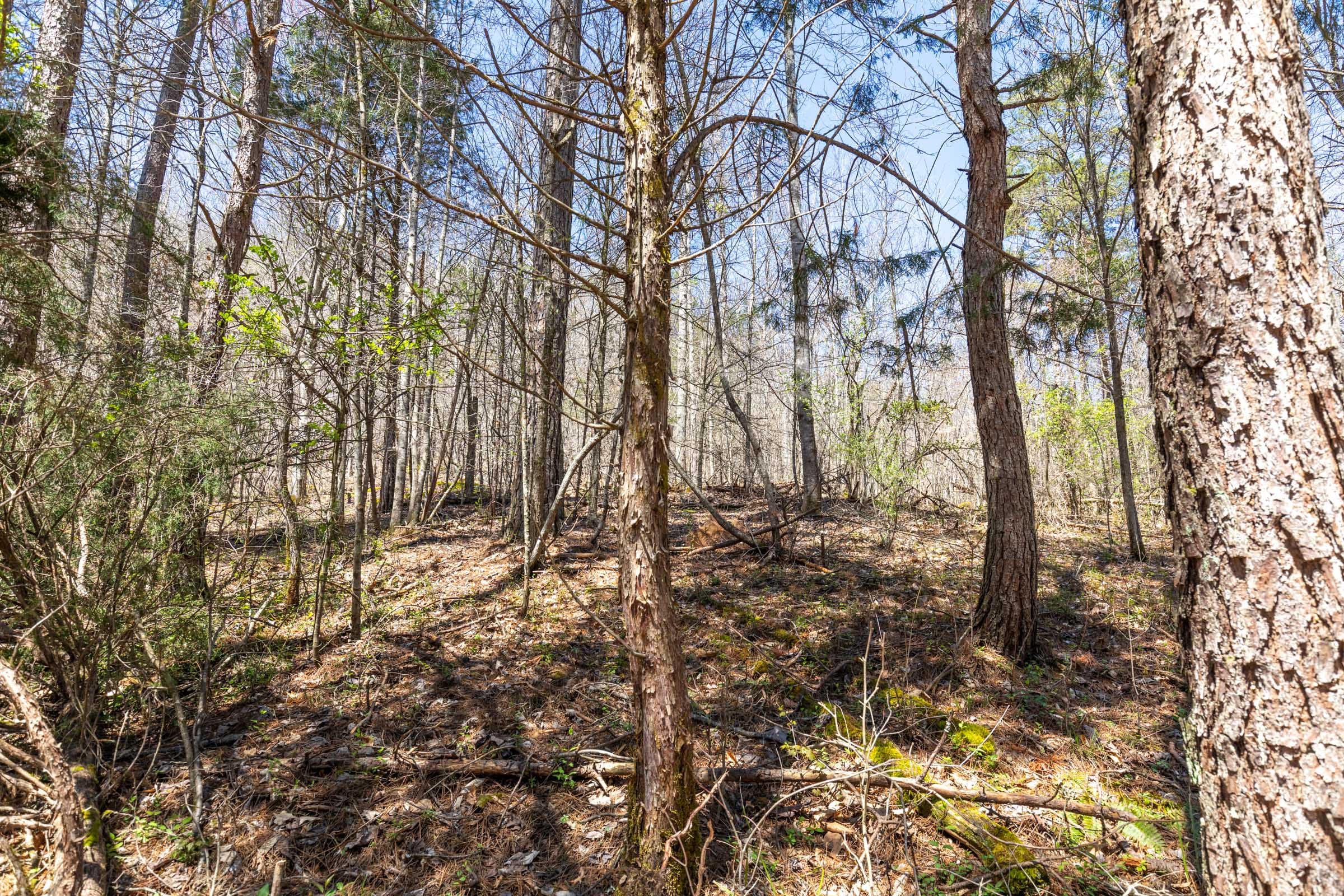 Woodland Heights Tract 4 photo 11
