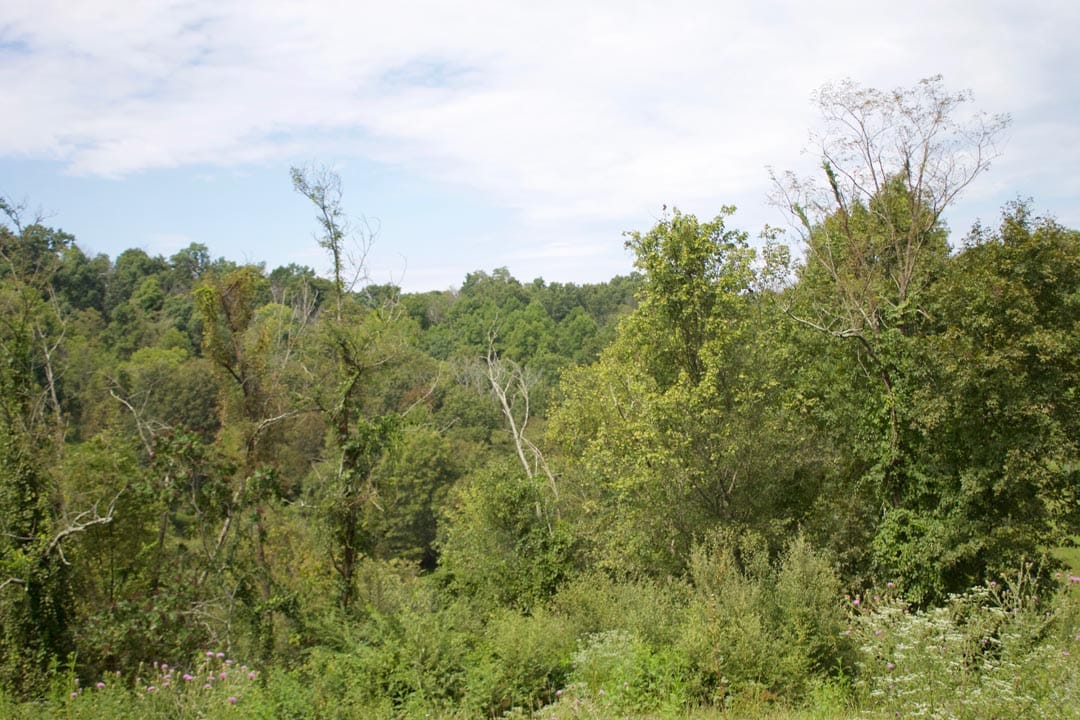 Heritage Hollow Tract 19 photo 4