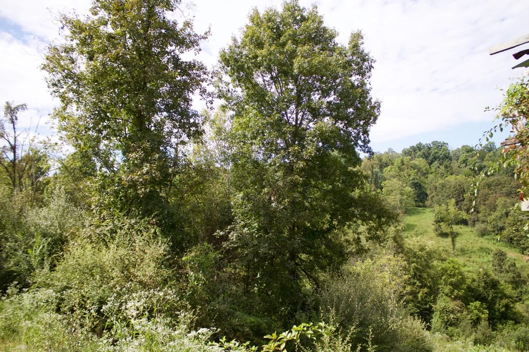 Heritage Hollow Tract 19 photo 9