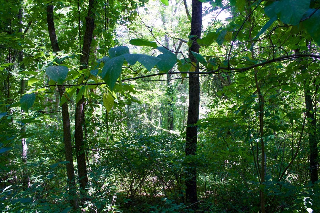 Heritage Hollow Tract 8 photo 3