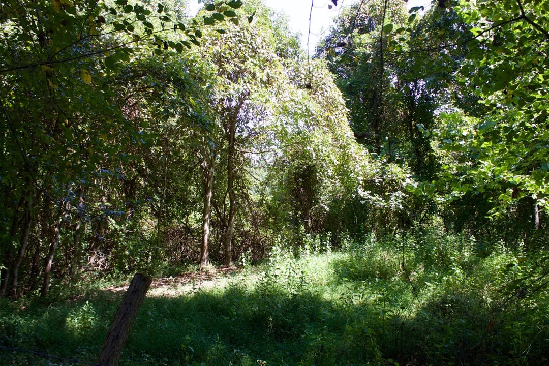 Heritage Hollow Tract 8 photo 4