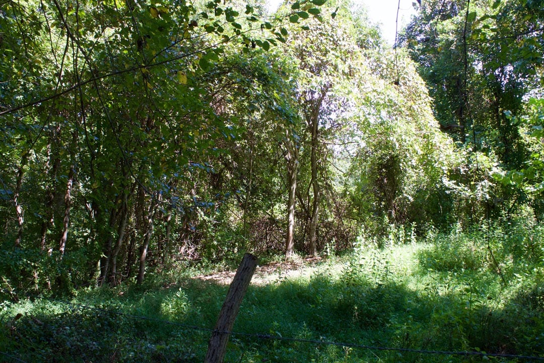 Heritage Hollow Tract 8 photo 5