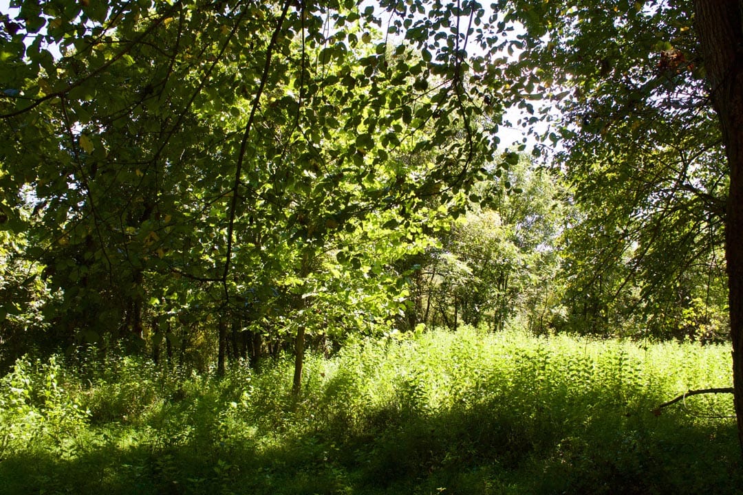 Heritage Hollow Tract 8 photo 6