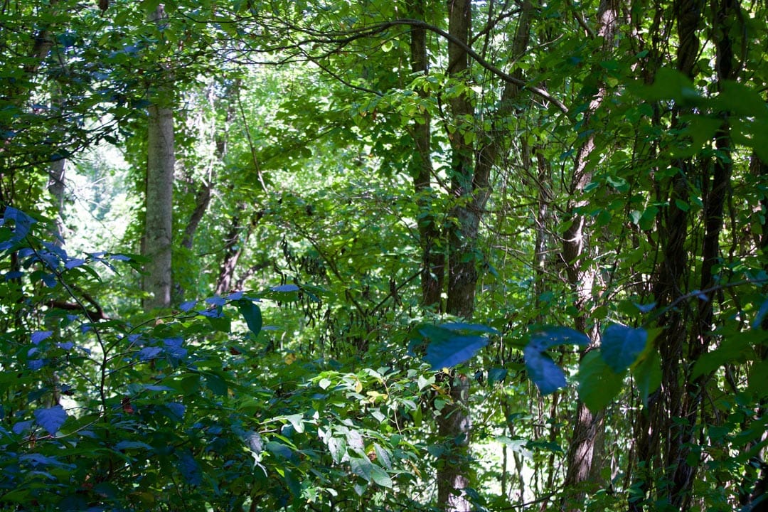 Heritage Hollow Tract 8 photo 8