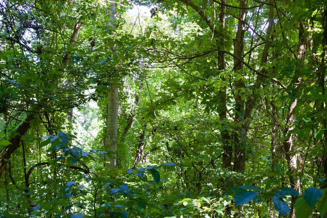 Heritage Hollow Tract 8 photo 9