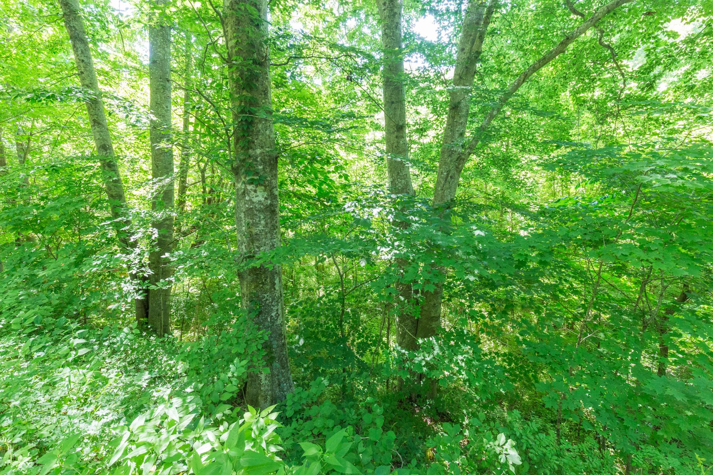 River’s Edge Tract 1 photo 11