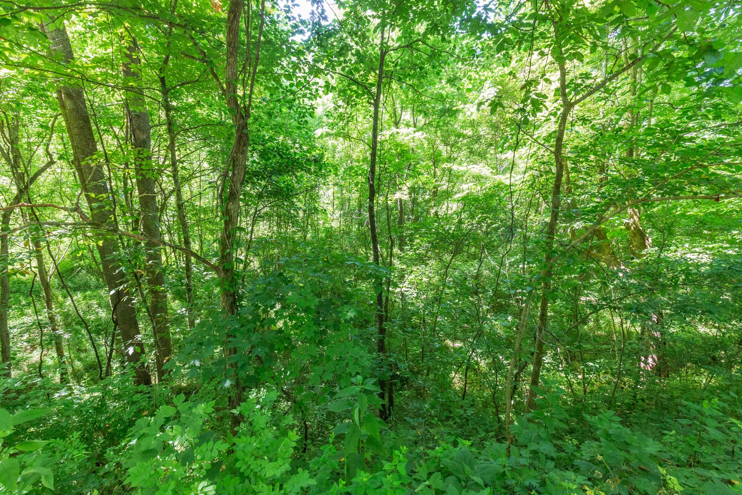 River’s Edge Tract 1 photo 5