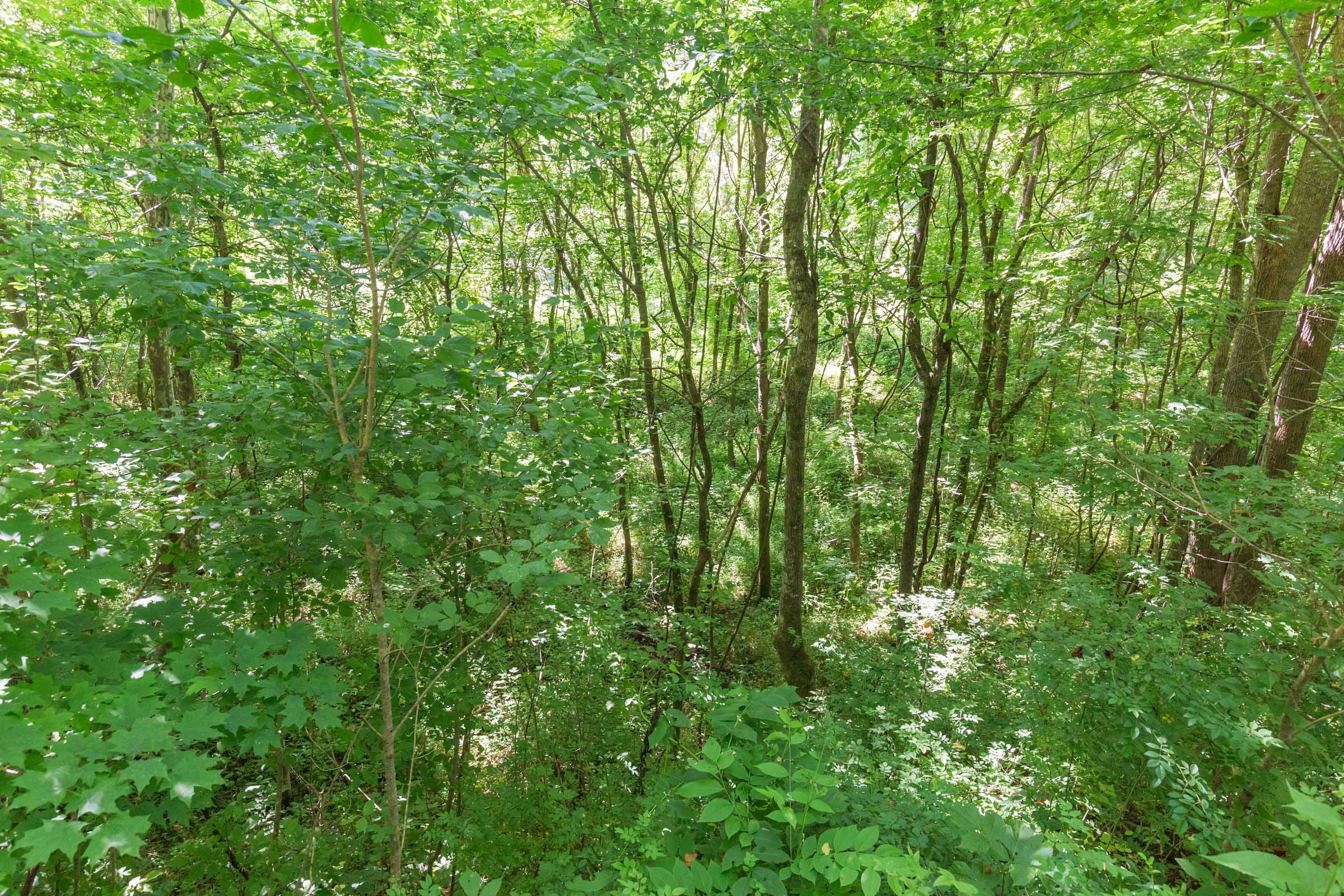 River’s Edge Tract 1 photo 6