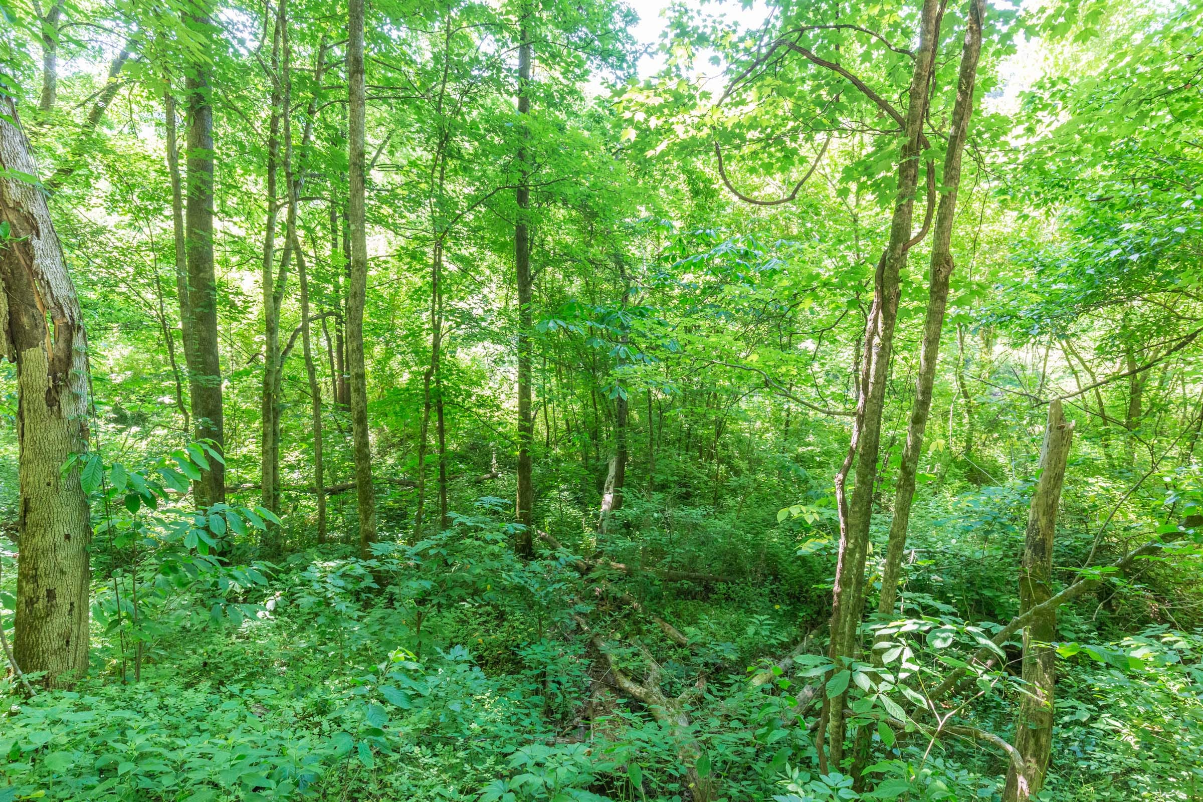 River’s Edge Tract 1 photo 8