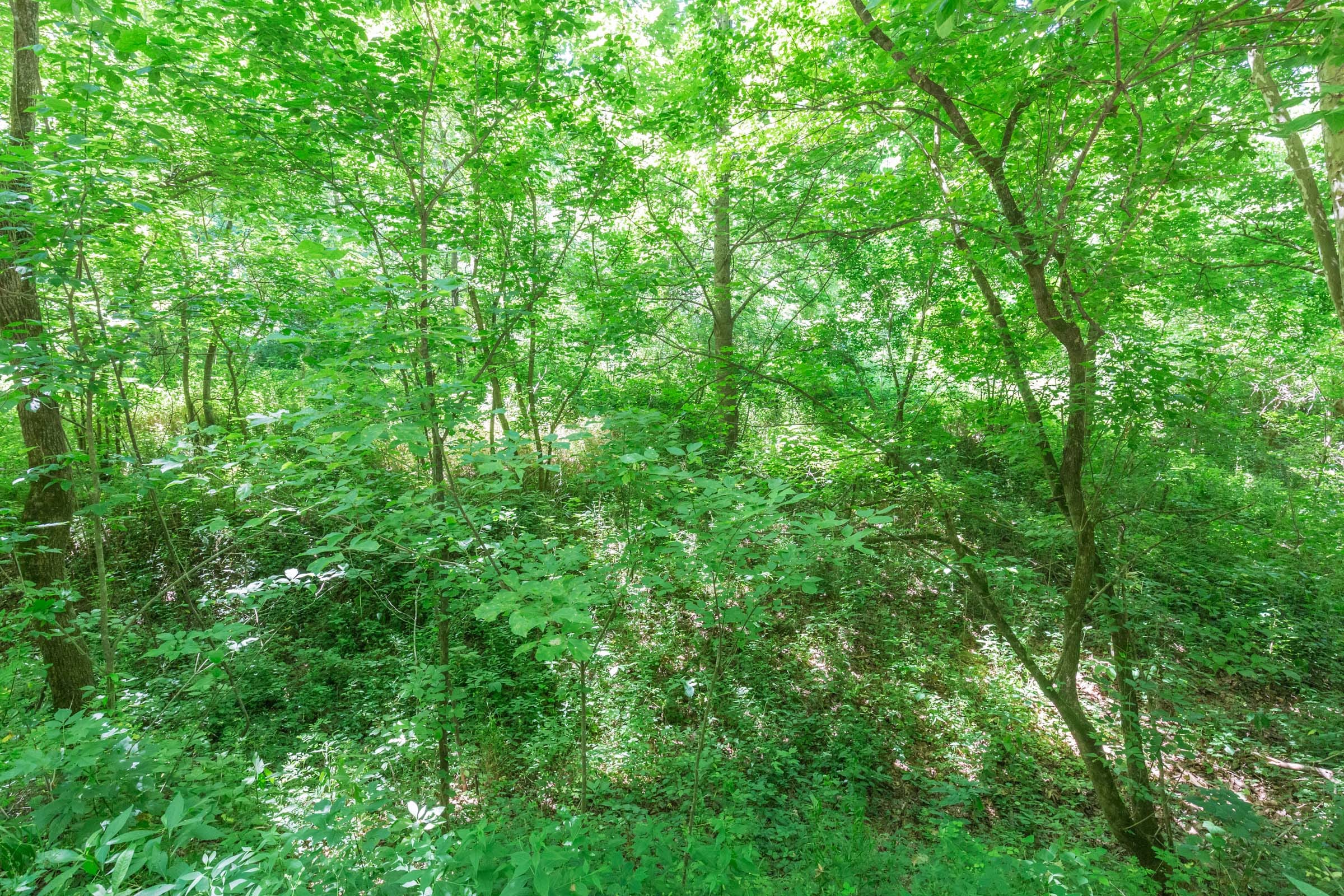 River’s Edge Tract 1 photo 10