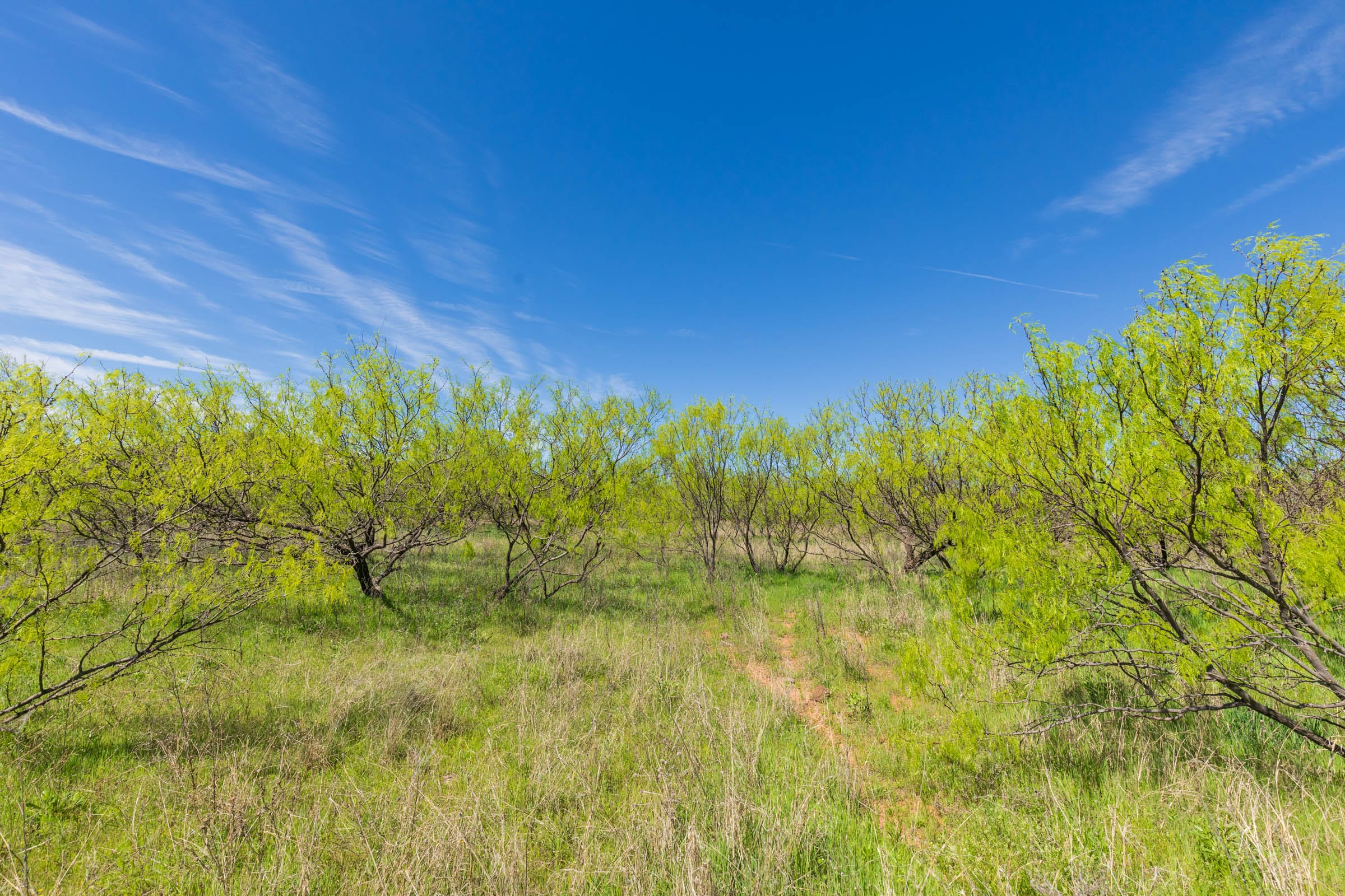 Hackberry Fields Tract 28 photo 21