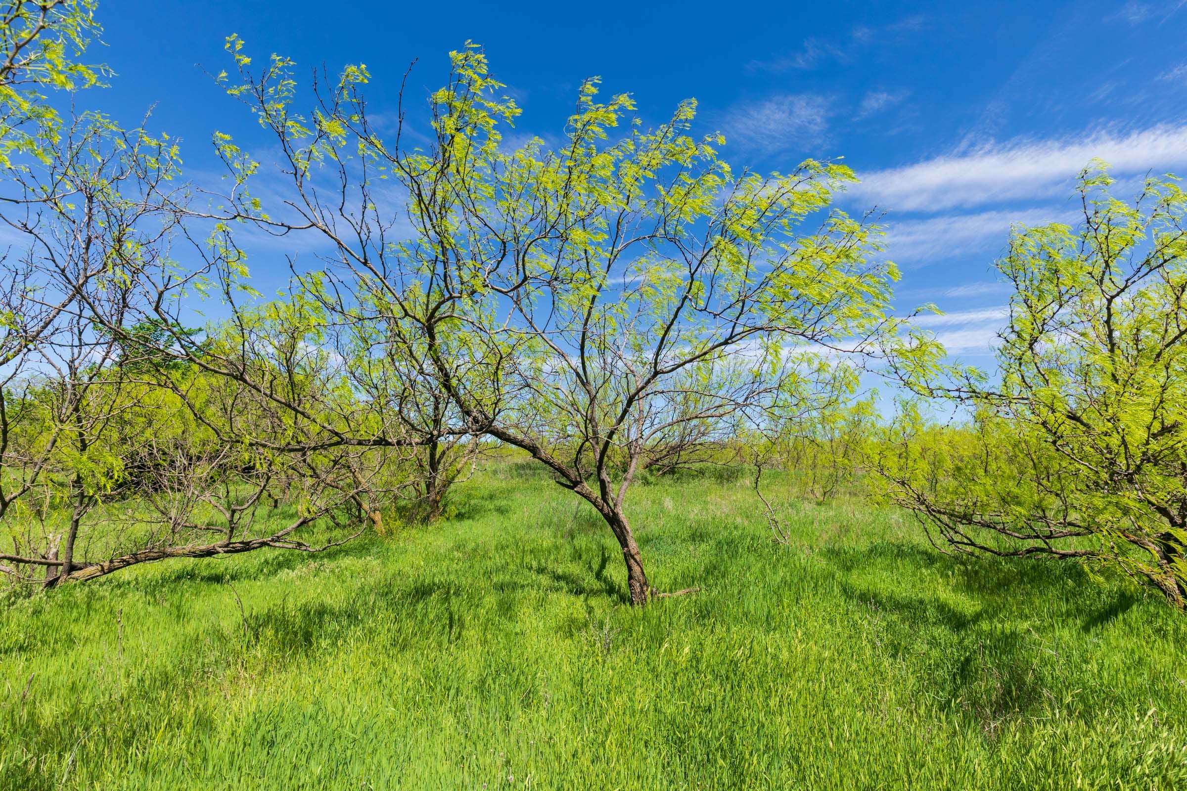 Hackberry Fields Tract 28 photo 28