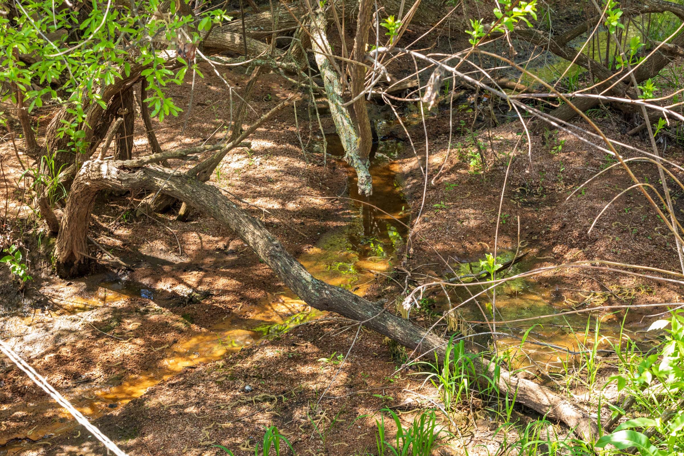 Hackberry Fields Tract 28 photo 9