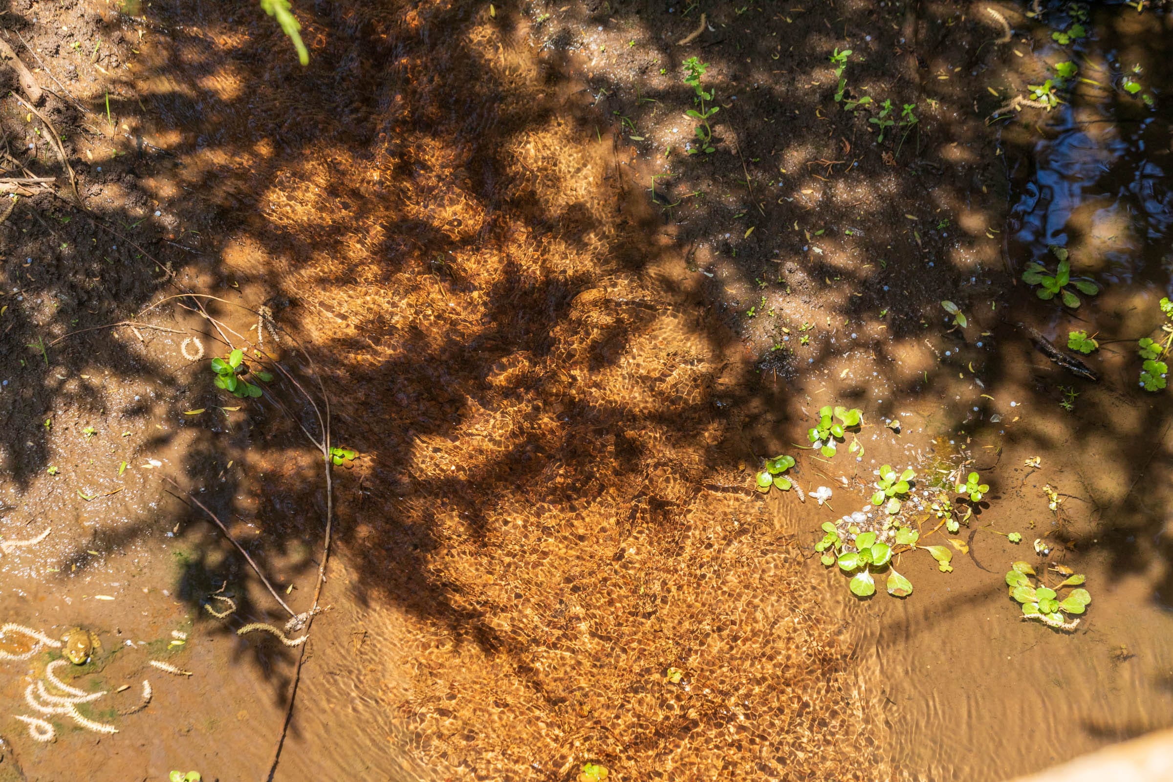 Hackberry Fields Tract 28 photo 8