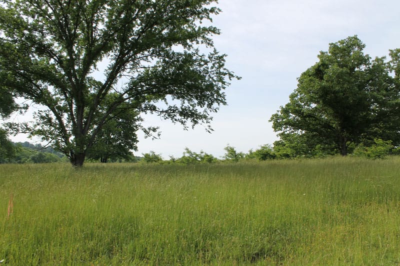 Cedar Ridge Ranch Tract 5 photo 2