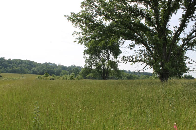 Cedar Ridge Ranch Tract 5 photo 3