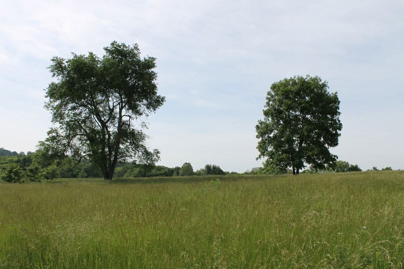 Cedar Ridge Ranch Tract 5 photo 4